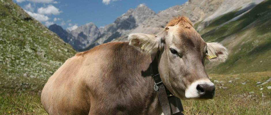 mucca-cow-nature-bio.jpg mucca-cow-nature-bio.jpg