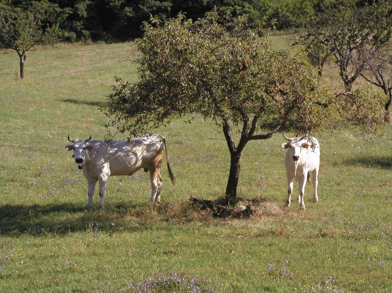 Conosci l’Acido Linoleico Coniugato o #CLA?